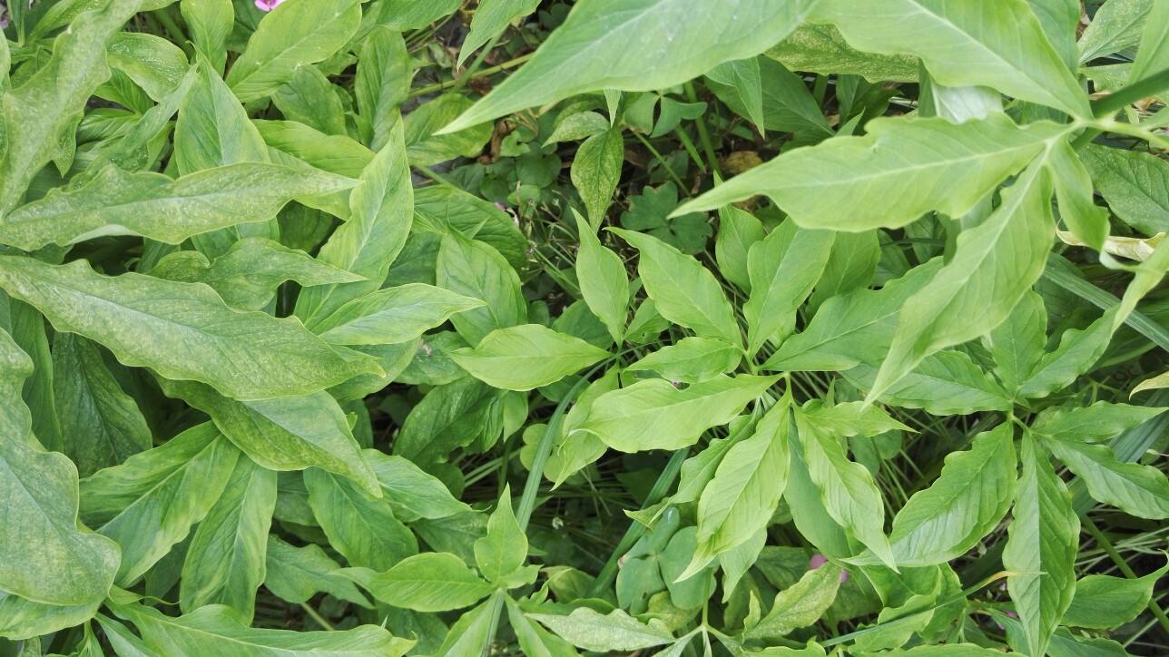 ����Ҷ�߲��ķ��δ�ʩ