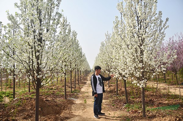 ���ɣ���Ҷ������������ļ���ɫ��